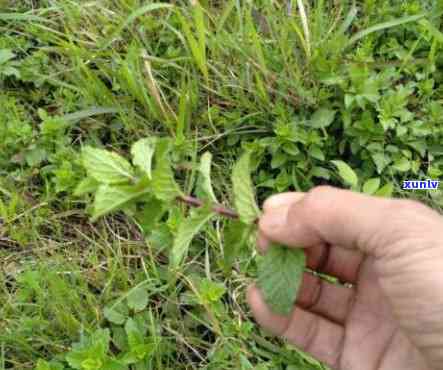 老班章好还是冰岛茶好，老班章 vs 冰岛茶：你更喜欢哪一种？-老班章和冰岛的茶特点