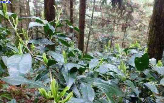 农村用来泡茶的野草-农村用来泡茶的野草叫什么