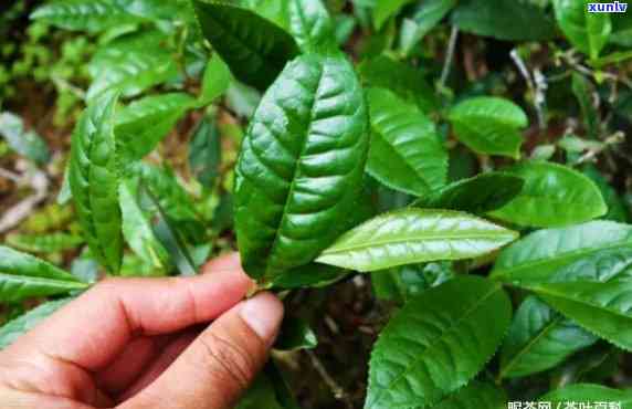 水金龟属于红茶还是绿茶，揭秘茶叶种类：水金龟是红茶还是绿茶？