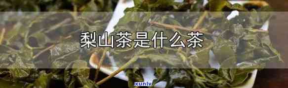 梨山茶属于什么茶类-梨山茶属于什么茶类