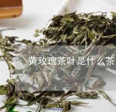 黄玫瑰属于什么茶类-黄玫瑰属于什么茶类