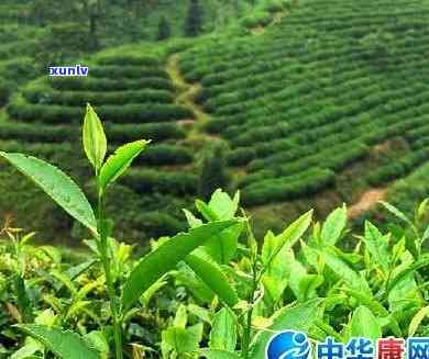 大叶子茶的药用价值-大叶子茶的药用价值是什么