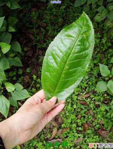 大叶子茶的药用价值-大叶子茶的药用价值是什么