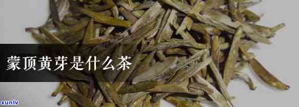 顶黄芽是什么茶类-顶黄芽属于什么茶类