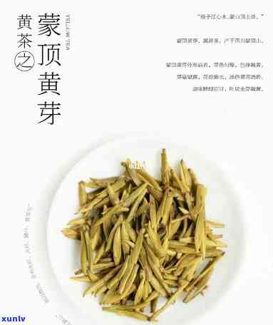 顶黄芽是什么茶类-顶黄芽属于什么茶类