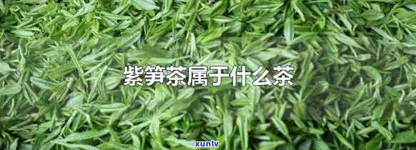 紫笋茶属于什么茶类类型，探秘紫笋茶：它属于哪种类型的茶？