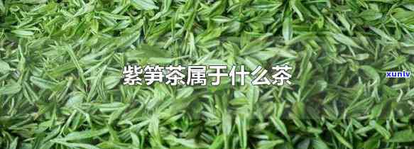 紫笋茶属于十大名茶吗，揭秘茶叶世界：紫笋茶是否属于十大名茶之一？