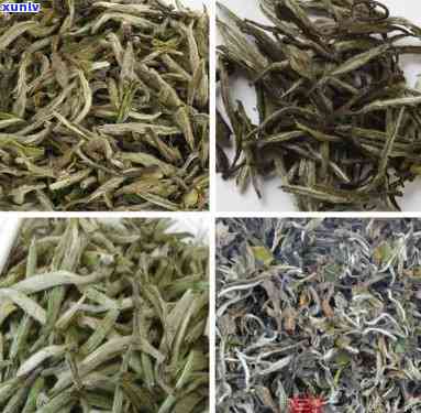 白牡丹茶的品种及其分类介绍