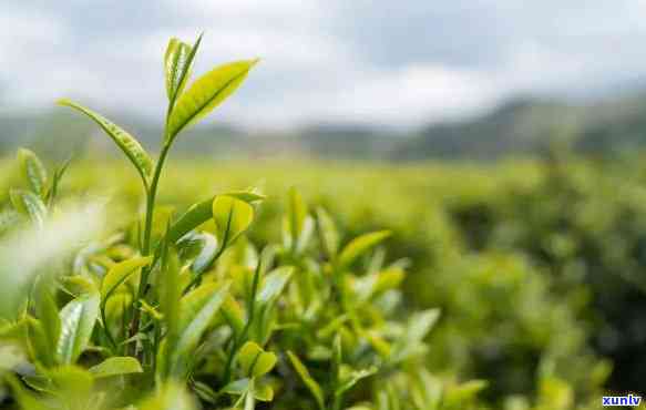 高山雾茶的主要特征是什么？探讨其独特品质与优势