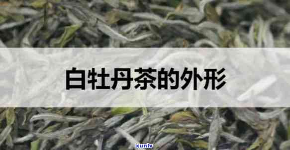 白牡丹茶的外形特征是什么？详解其特点与形状