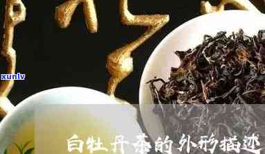 白牡丹茶的外形特征-白牡丹茶的外形特征是什么