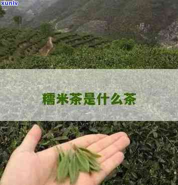 糯米香茶是什么茶类？详解其种类与特点