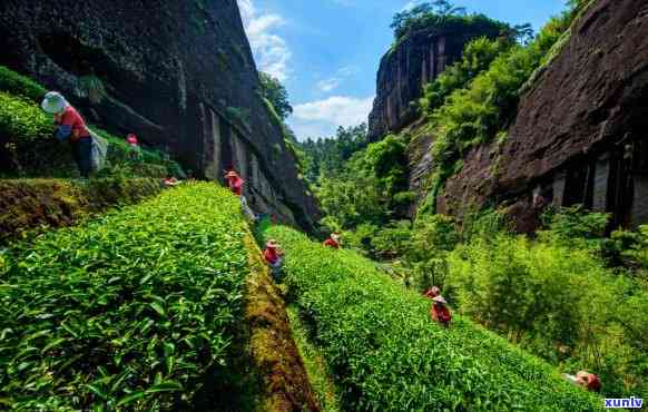 武夷山：中国岩茶之都，世界乌龙茶核心产区