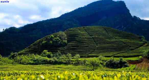 武夷山：中国岩茶之都，世界乌龙茶核心产区