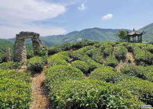 末代北苑贡茶产地：从古至今的变化与影响