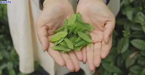 兰香茶是绿茶吗，解惑：兰香茶是否属于绿茶？