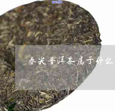 春尖茶属于什么茶类-春尖茶属于热性还是凉性