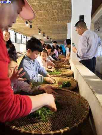 门红茶是什么茶种，探秘门红茶：了解这种独特的中国茶种