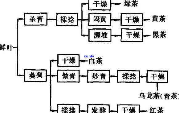 六大茶类的工艺流程-六大茶类的工艺流程图