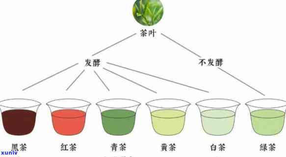 六大基本茶类的主要特征，深入了解六大基本茶类：主要特征与区别