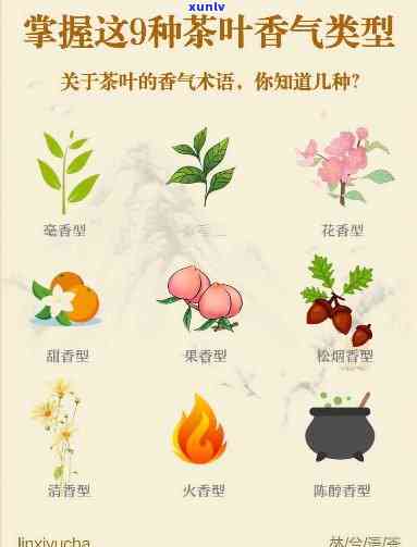 深入熟悉：六大茶类的香气特点解析