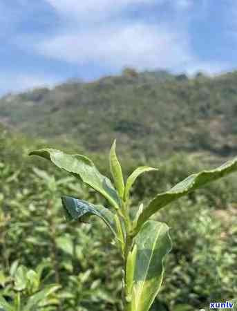 不同茶类的杀青度一样吗，探究茶叶杀青度是否因种类而异？