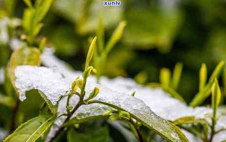 关于茶的起源的说法正确的是：探究茶叶的历与文化价值