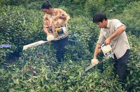 关于茶的起源的说法错误的是：哪些说法是错的？