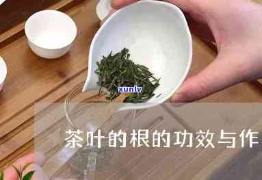 根茶的功效和泡法-根茶的功效和泡法视频