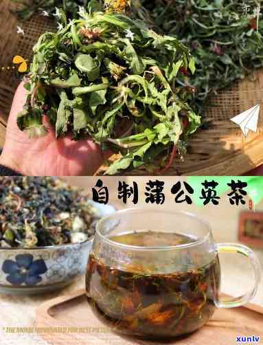 公英喝茶怎么加工，简单易学：如何加工公英 *** 美味茶饮？