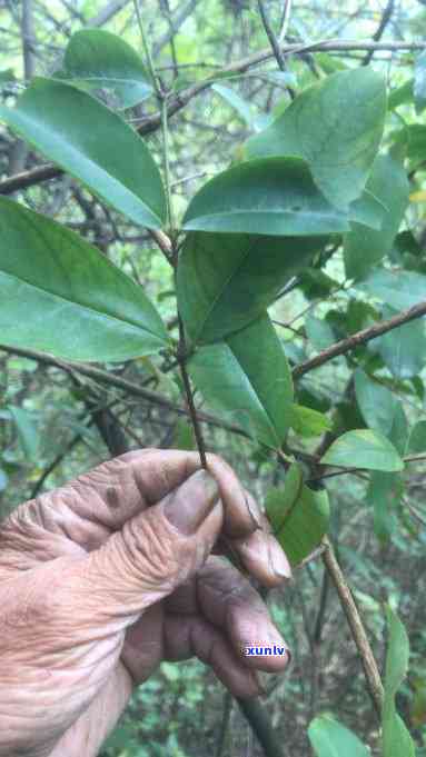 深入探究：黄牛木茶的 ***  *** 与神奇功效