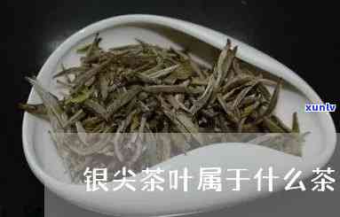 银尖茶的功效与作用详解