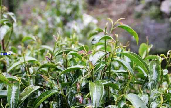 石崖茶的功效与作用-石崖茶的功效与作用禁用