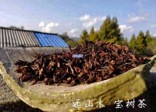 楠木茶的特点：深入了解中国独特的茶文化