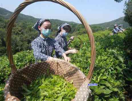 六大茶类的分类依据哪两大类型的转化，六大茶类：基于两大类型转化的分类依据