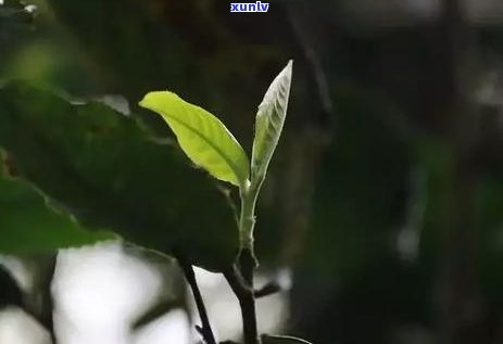 马蹄茶的功效与作用-马蹄茶的功效与作用及食用 *** 