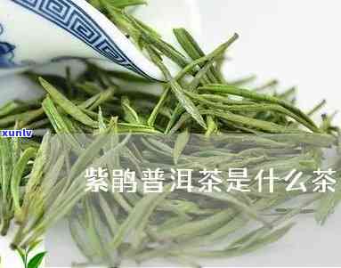 紫鹃属于什么档次的茶，紫鹃：探析其所属的茶叶档次