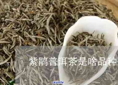 紫鹃属于什么档次的茶，紫鹃：探析其所属的茶叶档次