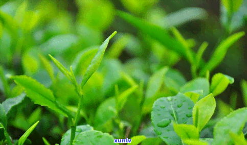 谷雨茶的功效与作用-谷雨茶的功效与作用及图片