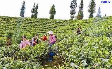 回龙茶简介，探索回龙茶：一种独特的中国茶叶简介