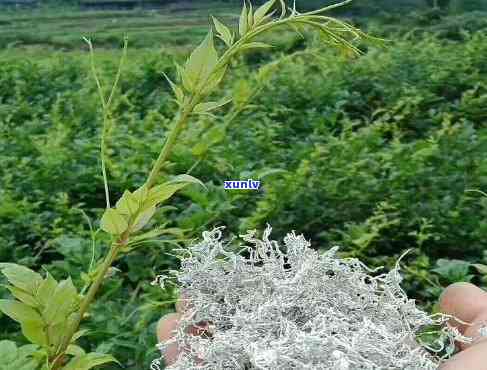 探究张家界莓茶的功效与副作用，它真的值得信吗？