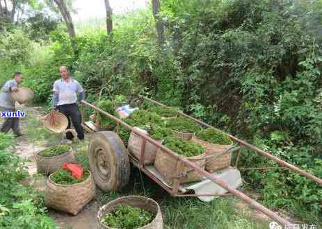 散寒茶的功效、作用及禁忌全解