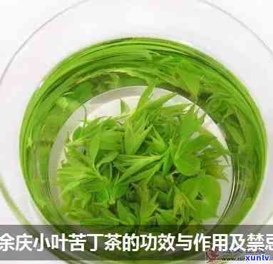 全面解析：小叶苦丁茶的作用、功效及禁忌，余庆特产的特殊效果