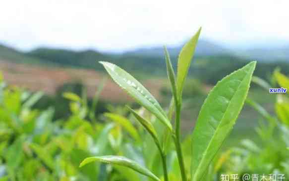 春芽茶的功效与作用：全面解析及其禁忌症