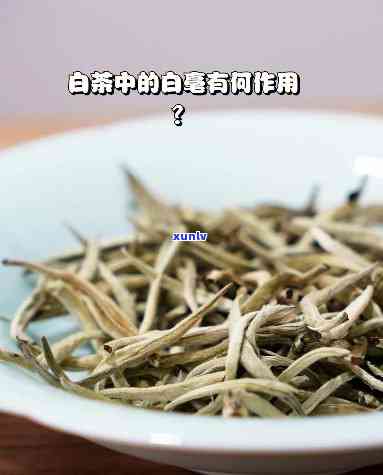 大白毫茶的功效作用与主治，深度解析：大白毫茶的功效、作用及主治症状