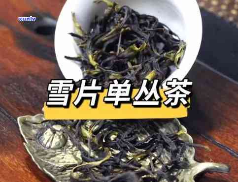 雪片茶是什么茶？详解其种类和特点