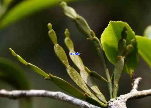 蜜树茶的功效与作用，探秘蜜树茶：揭示其独特功效与作用