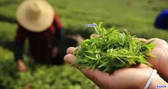 州产茶叶吗，探索州：这里是否生产美味的茶叶？