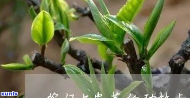 六安茶的功效与作用-陈年六安茶的功效与作用