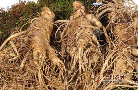 国红参茶不适合的人，谁不适合饮用国红参茶？关键人群解析